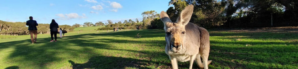 phillip island wildlife park