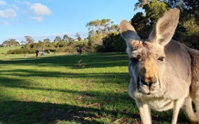 phillip island wildlife park
